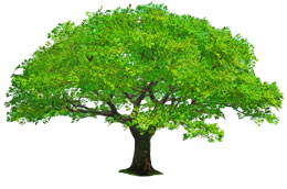 csr governance tree