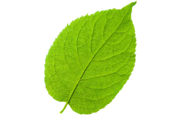 Environmental - leaf